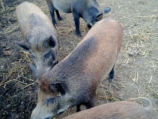 Vând porci de casă foto 2