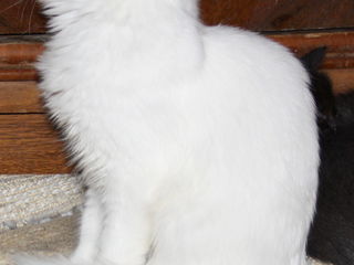 Маленький и большой снежно - белые пушистые котики . foto 7