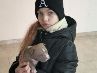 American Bully foto 9