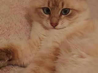 Рафаэль, Невский Маскарадный кот . Вязка. foto 7