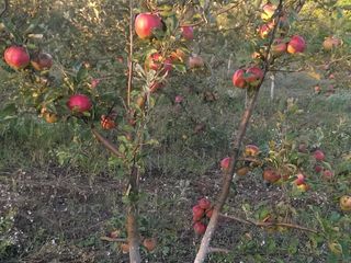 продам молодой сад. яблоко,слива,груша(общая площадь 3га) земля  консолидирована foto 4