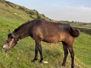 Se vinde iapă foto 3