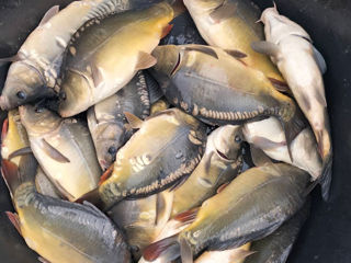 Vînd pește nedomer de crap 400-500 g