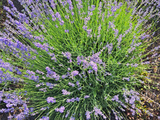 Lavanda foto 3