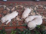 Продаются подрощеные щенки лобрадора-ретривера. foto 10