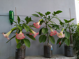 Бругмансия ароматная.( Brugmansia suaveolens) Труба ангела.(Граммофон цветок) Бругмансия душистая.. foto 2