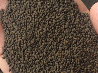 Semințe de lucerna / семена люцерны.