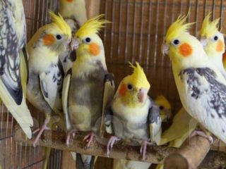 Продаю уже готовых к обучению разговора попугаев разных особей.Волнистые,кареллы,Клетки,корма,витами foto 9
