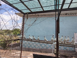 Porumbei foto 0