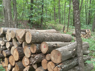 Vind lemn tare de foc livrarea gratuita