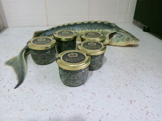 Икра черная ( Белуга, сибирский -дикий осетр) рыбные деликатесы. foto 6