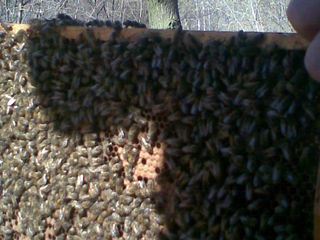 Vînd roiuri de albine Carpatine