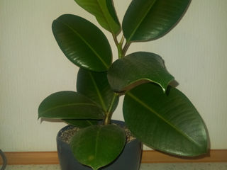 Vind ficus