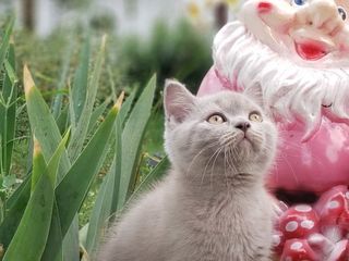 Шотландские котята благородного лилового окраса foto 2