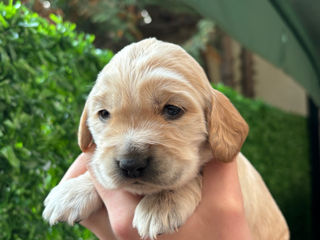 Cățeluși de rasă, cocker spaniel foto 6