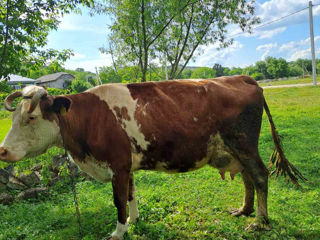 bovine foto 2