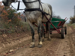 Se vinde armăsar  din sinje Percheron foto 6