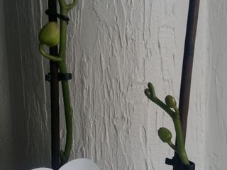 Орхидея foto 6
