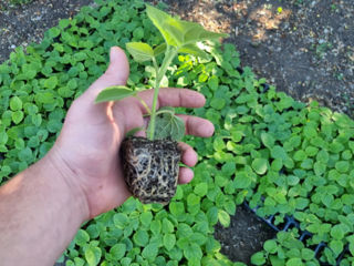 Paulownia Tomentosa foto 2