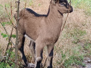 Eduț alpin francez foto 4