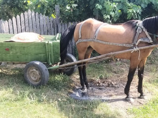 Vând iapă foto 4