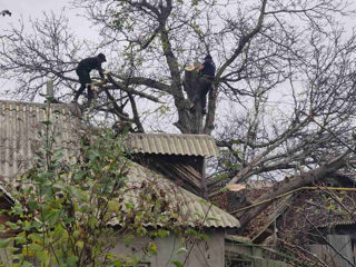 Taierea copacilor, defrisarea padurilor, aranjarea spatiilor verzi, lucrari la inaltime! foto 20