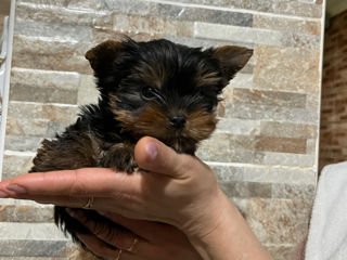 Yorkshire terrier la vânzare/ Йоркширский терьер на продажу foto 6