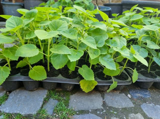 Butasi / Puieti / Drajoni - Paulownia Shang Tong foto 6