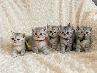 British shorthair chinchila foto 3