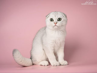 Шотландский веслоухий мальчик Scottish fold boy foto 4