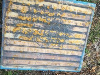 Продаю плодные пчеломатки Бакфаст, пчелoсемьи на 8-10 рамок и отводки на 4-6 рамках foto 10