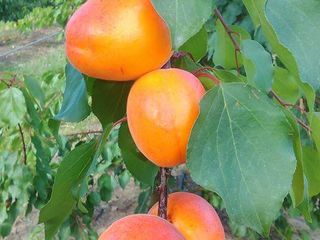 Pomi fructiferii, cais - Big red, Pin-kot  Farboli, Faralia, Sprin blush, Chiot foto 3