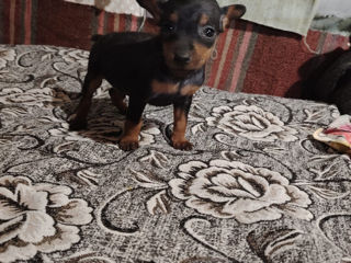 Pinscher foto 2