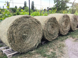 Baloți de lucernă foto 2