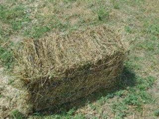 Lucernă