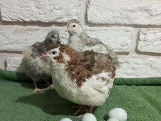 Oua Prepelita pentru incubat foto 7
