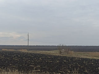 Vindem 65 de hectare de terenagricol(livadă)!!! foto 2