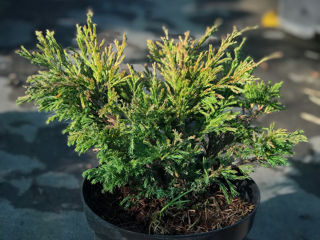 Ienuperi târâtori (juniperus horizontalis) foto 5