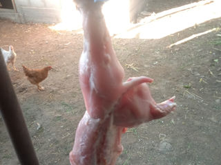 Carne de iepure