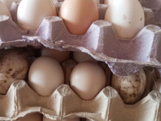 Oua pentru incubatie foto 1