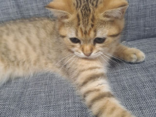 Vind pisica chinchila gold foto 3
