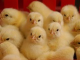 Суточные домашние цыплята пo доступной ценe! foto 3