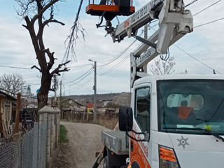 Servicii tualetare copaci, arbusti! foto 4