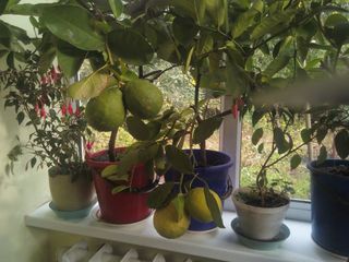 Распродажа лимоновых деревьев! foto 1