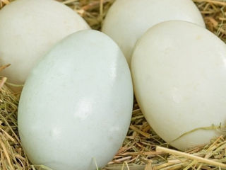 Vând ouă de rață