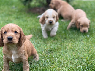 Cocker spaniel