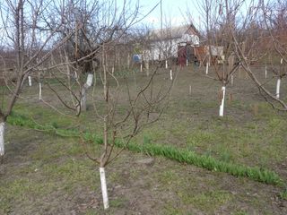 De vanzare urgent, teren extravilan, Bacioi, 6 ari foto 10