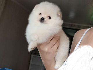 Мини(мишка) Spitz Pomeranian foto 5