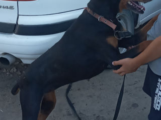 Urgent doberman