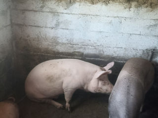 Porci foto 2